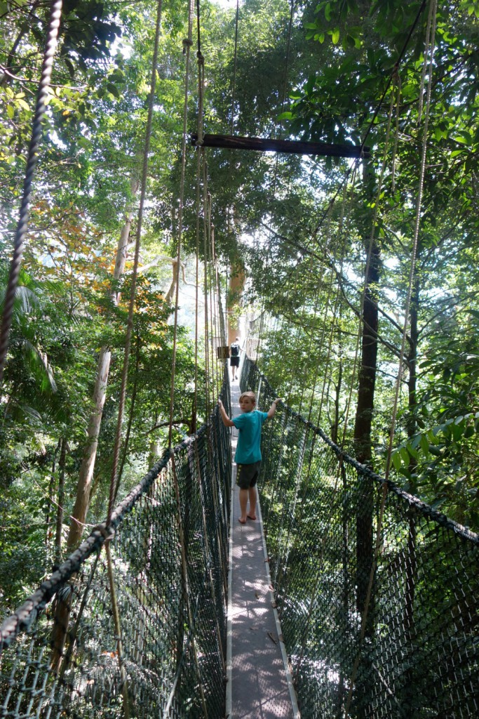 Canopy adventure
