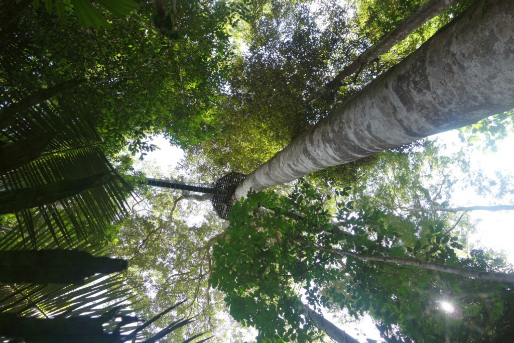 Canopy turen set fra jorden