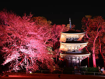 Cherry blossoms in Tokyo