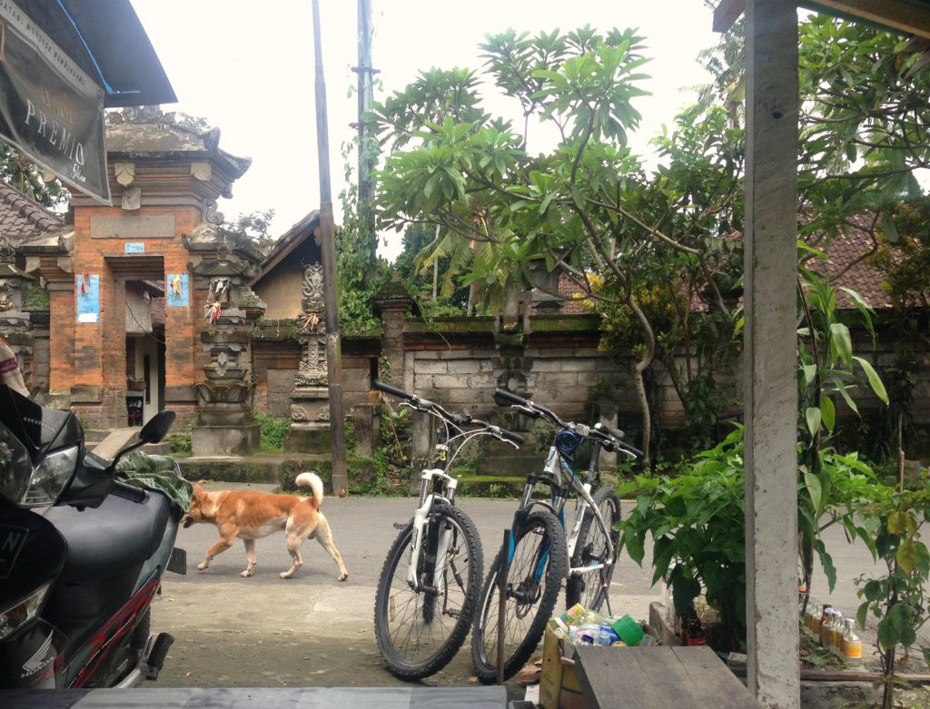 Omstrejfende hunde, templer og en lokal cafe