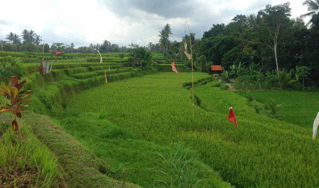 Cykeltur i Ubud langs grønne rismarker