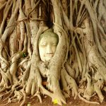 Buddha head embedded in a Banyan tree