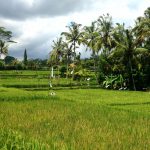 Cultural Landscape of Bali Province in Indonesia