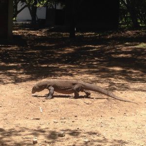 Komodovaran i Indonesien