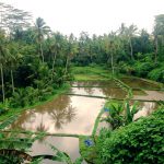 Risterasser på Bali