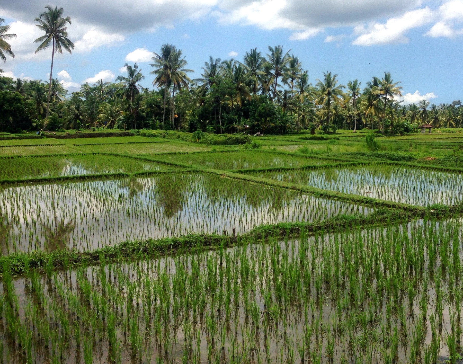 Tag på cykeltur i Ubud og se rismarker