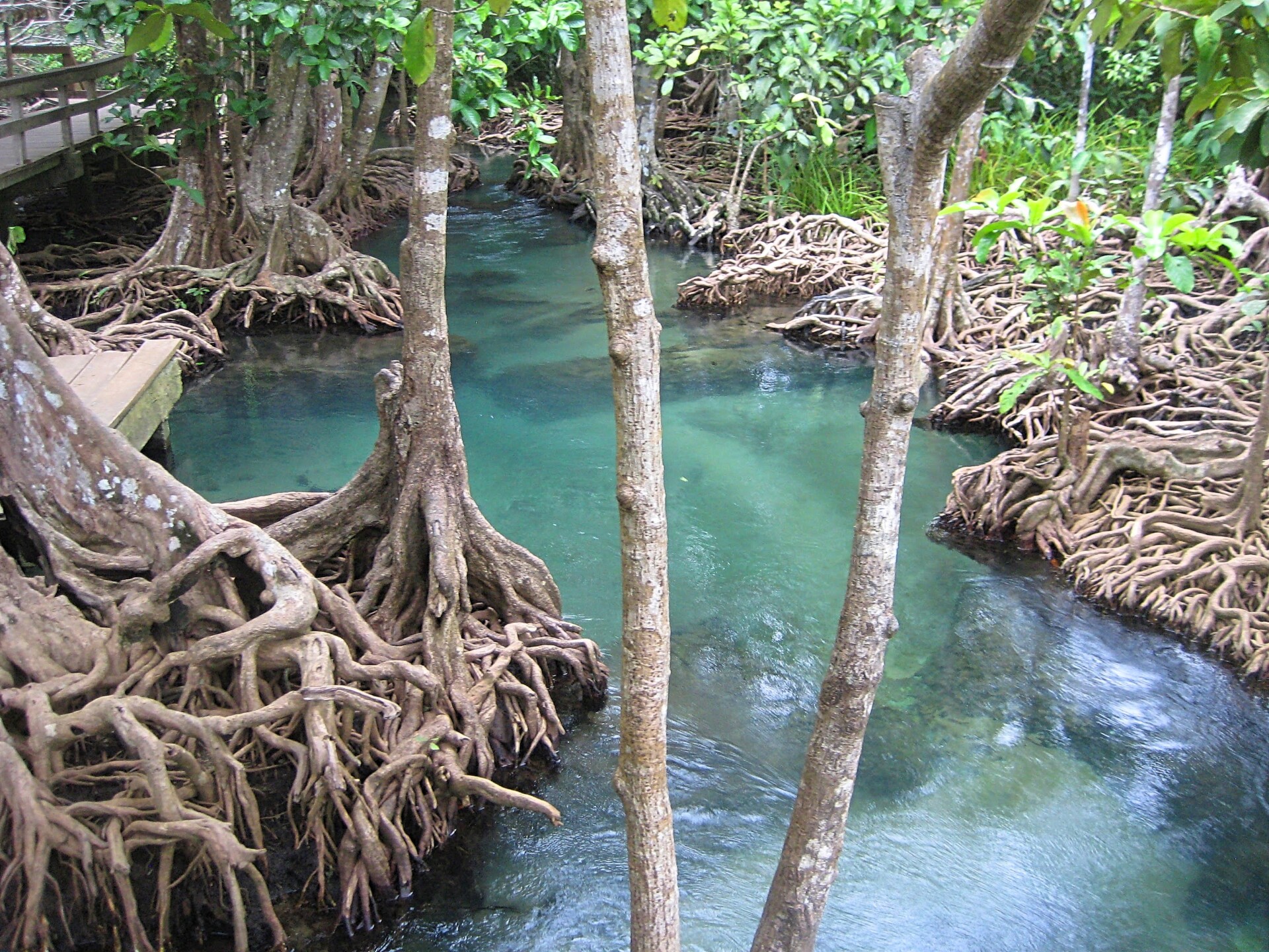 Tha Pom – et Thailandsk natur økosystem ved Krabi