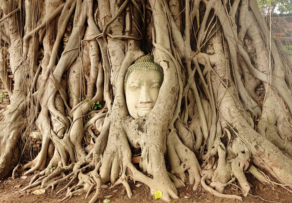 Wat Mahathat Buddha hoved Liggende buddha i kongebyen Ayutthaya