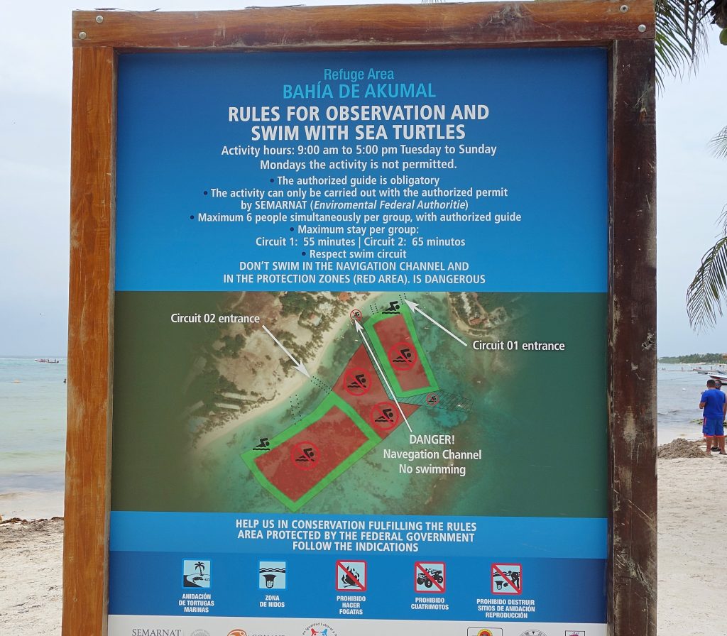 Bahia de Akumal reglerne skildpadde paradis i Akumal