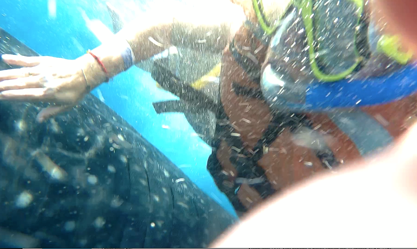 anspændt relæ procedure Fra øen Holbox i Mexico kan du svømme med hvalhajer
