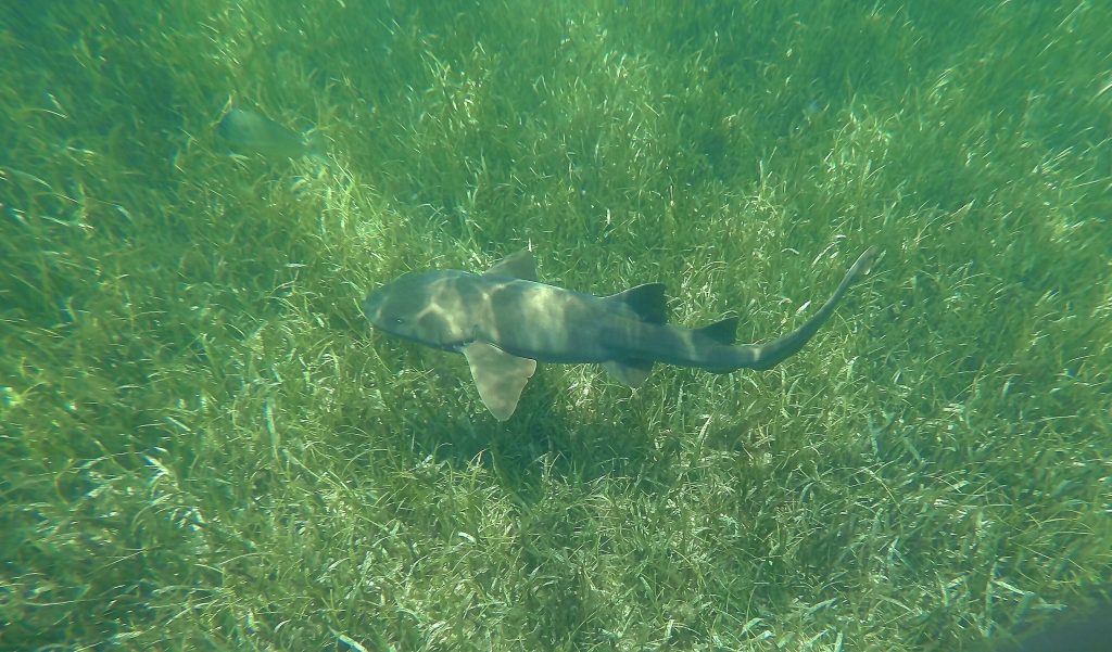 En lille nurse shark