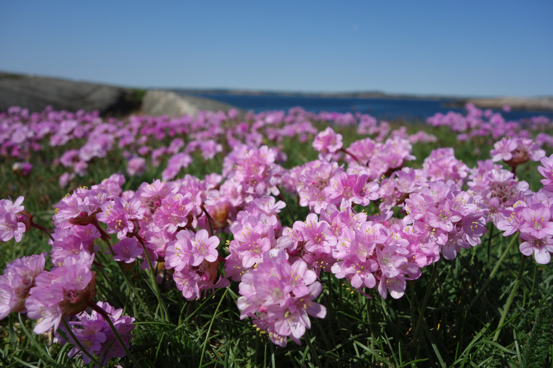 pink blomster