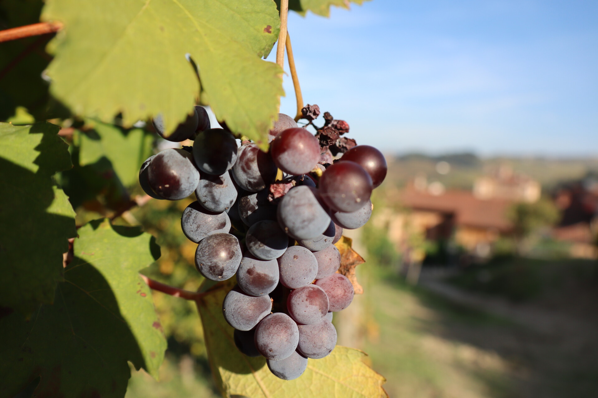 Vinmark ved Barolo