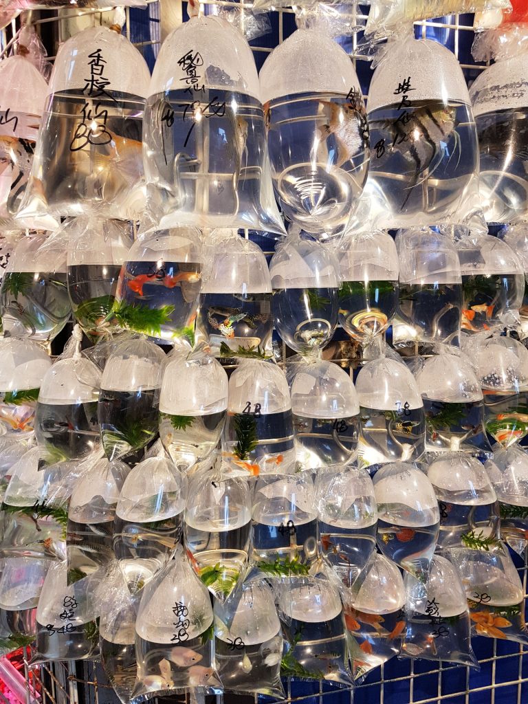 Goldfish market fisk i poser