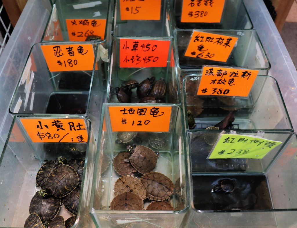Skildpadder ved Goldfish market