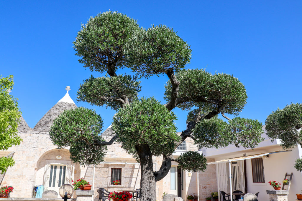 Oliven bonzai en lokal trulli
