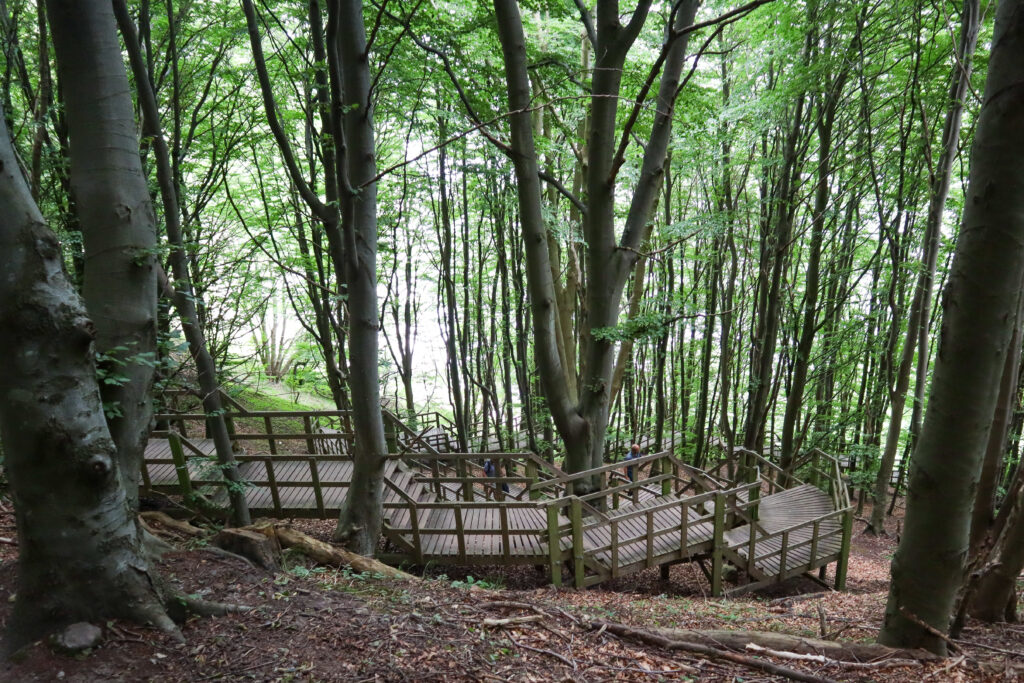 Klinteskoven møns klint