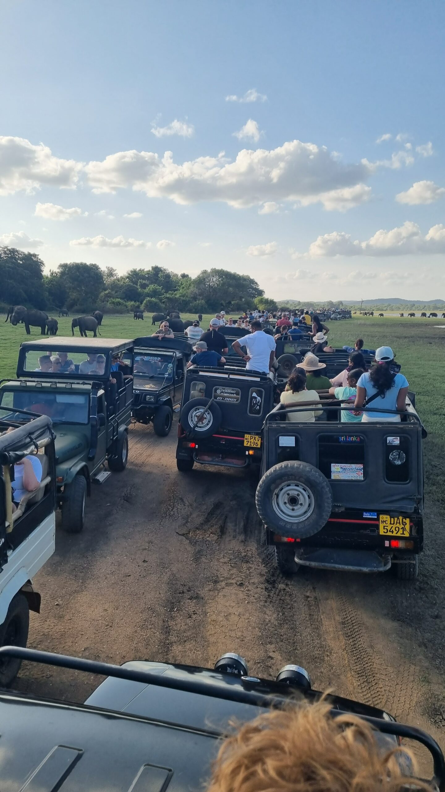 tusindvis af mennesker på safari på sri lanka